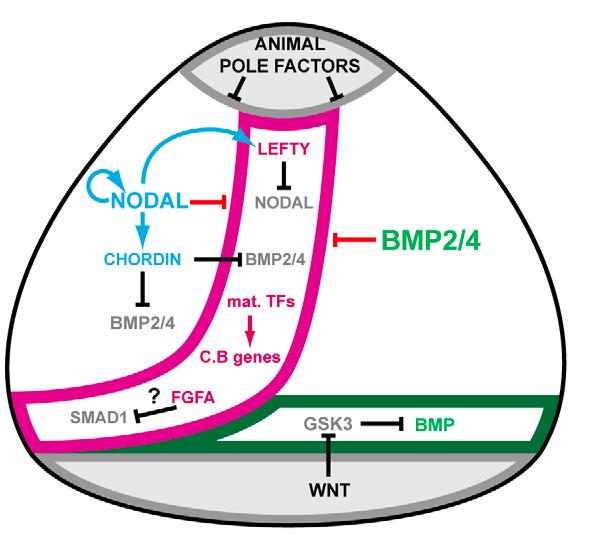 Εισαγωγή Chordin η οποία αποτρέπει τη δράση του BMP2/4 στο στοματικό εξώδερμα.
