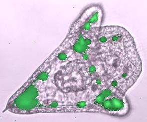 ως γονίδιο αναφοράς σε πειράματα που λαμβάνουν χώρα στο έμβρυο του αχινού και στη λάρβα (εικόνα 1.52 Α, Β) (Arnone I. et al., 1997).
