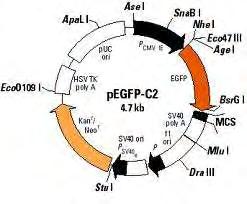 Κύτταρα HepG2-mtGFP Για την παραγωγή της σταθερής κυτταρικής σειράς HepG2-mtGFP (κύτταρα ελέγχου), τα κύτταρα HepG2 επιμολύνονται με την κατασκευή pmtegfpc2.