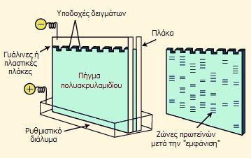 Εικόνα 16. Ηλεκτροφόρηση σε πηκτή πολυακρυλαμιδίου. Ηλεκτροφορητική διάταξη. Οι πηκτές του πολυακρυλαμιδίου δημιουργούνται με συμπολυμερισμό του ακρυλαμιδίου με Ν,Ν -μεθυλενο-δις-ακρυλαμίδιο.