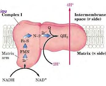 μεμβράνης, μέσω της μεταφοράς των ηλεκτρονίων κατά μήκος της μεταφορικής αλυσίδας, η οποία μετατρέπεται σε χημική ενέργεια για την σύνθεση ATP.