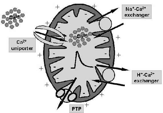 Εικόνα 13. Τα μιτοχονδριακά μονοπάτια μεταφοράς ασβεστίου (Ca 2+ ) όπως απεικονίζονται σχηματικά στον ρόλο του μιτοχονδρίου για τη ρύθμιση της ομοιόστασης στου ενδοκυτταρικού ασβεστίου.