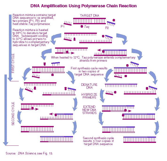 αποτελούν συμπαράγοντα της DNA πολυμεράσης.