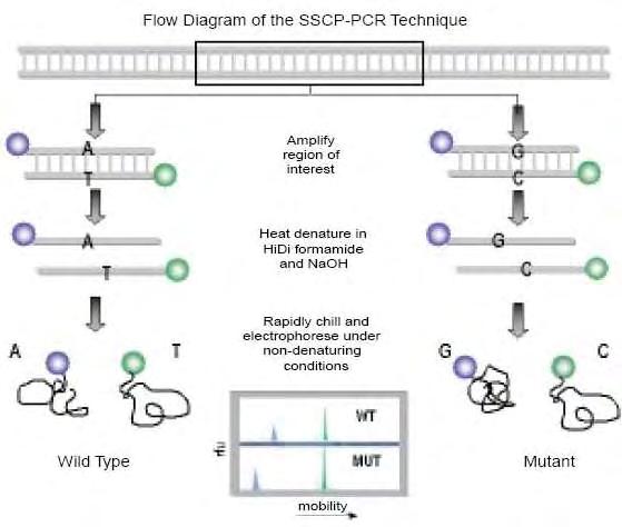 3.3 Single Strand Conformation Polymorphism, SSCP Αφού πρώτα πήραμε ζώνες σε όλα τα δείγματα DNA που υποβάλλαμε σε PCR, γεγονός που υποδεικνύει την ύπαρξη του ενισχυμένου γονιδίου που επιθυμούμε,