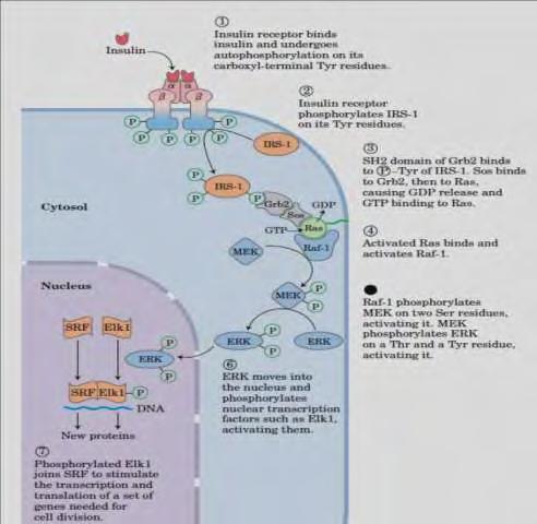 Protein Kinases). Ο MAPK καταρράκτης (Εικόνα 5) τελειώνει με τη φωσφορυλίωση των πρωτεϊνών στόχων στο κυτοσόλιο και τον πυρήνα.