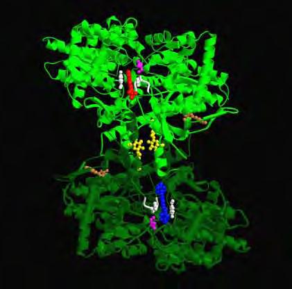 κέντρο σύνδεσης indole-2-carboxamides βρίσκεται στην περιοχή της κεντρικής κοιλότητας του διμερούς και απέχει ~15 Å από το αλλοστερικό, ~33 Å από το καταλυτικό και ~37 Å από το κέντρο αναστολής.