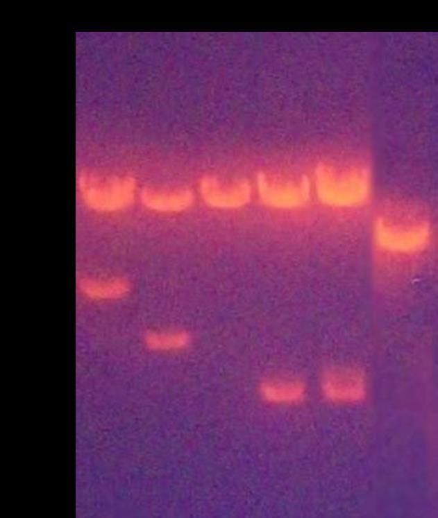 ptriex-3 neo ηαζ ημ πθαζιίδζμ pfastbac1 απυ ημ ημιιέκμ ηιήια ημο πενζμπήξ ακαβκχνζζδξ πμθθαπθχκ πενζμνζζηζηχκ εκγφιςκ (εηθόλα 22). Δηθόλα 22.