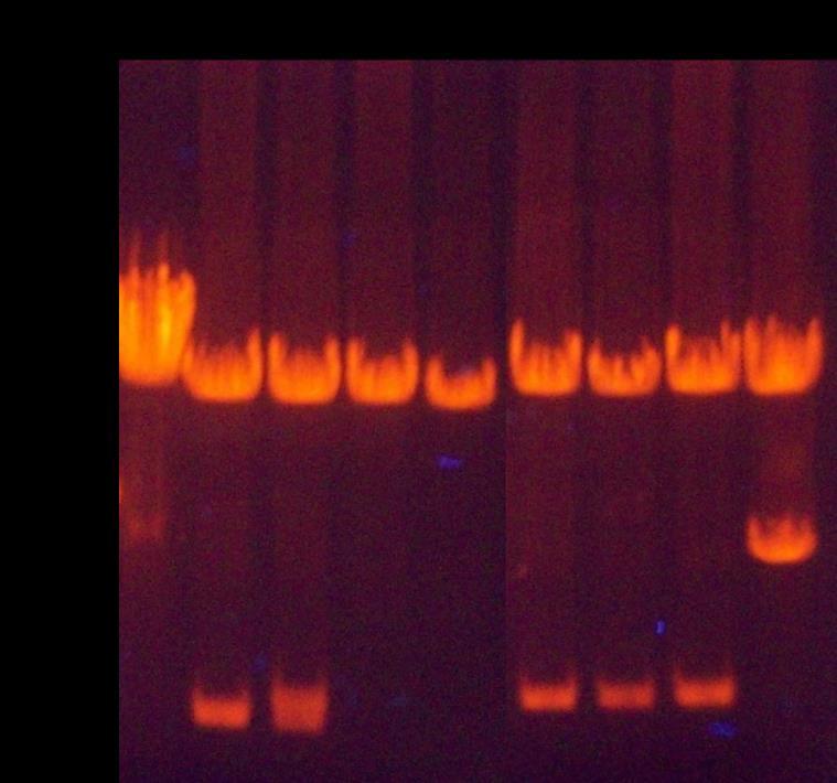 Γ.1.2.