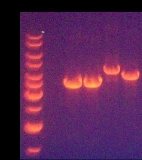 Δηθόλα 25. Ζιεθξνθόξεζε ησλ πξντόλησλ ηεο PCR κε δείγκαηα Bacmid από ιεπθέο απνηθίεο.