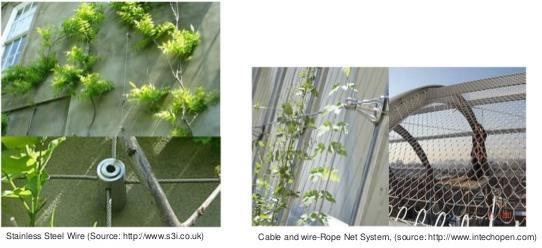 Εικόνες 1.17. Κάθετος κήπος με σύστημα δίχτυ [πηγή: (E.Mendelsohn, 2011) ] (E.