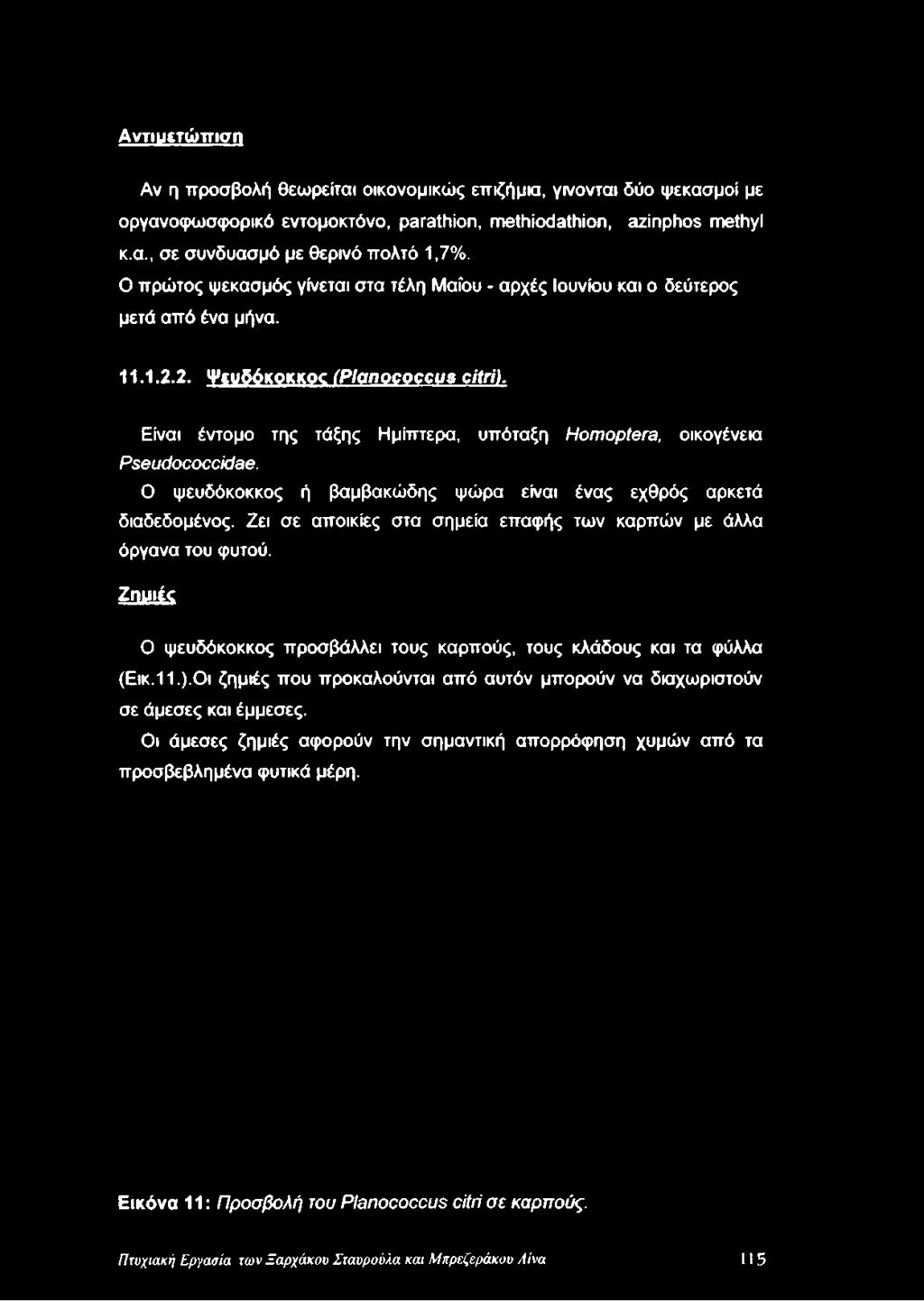 2. Ψευδόκοκκο (Planococcus citri). Είναι έντομο της τάξης Ημίπτερα, υπόταξη Homoptera, οικογένεια Pseudococcidae.