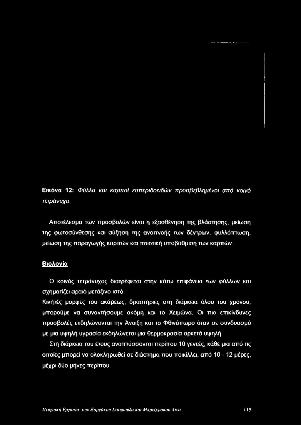 Εικόνα 12: Φύλλα και καρποί εσπεριδοειδών προσβεβλημένοι από κοινό τετράνυχο.