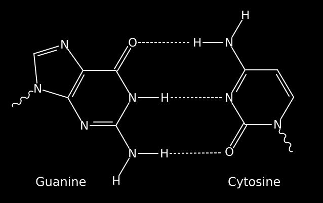 Baze azotate Adenina (A) Citozina (C) Guanina (G) Timina (T) / Uracil