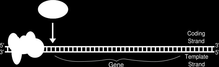 Transcriptia ADN Gena = unitatea de baza a ereditatii unui organism Structura: informatia utila =