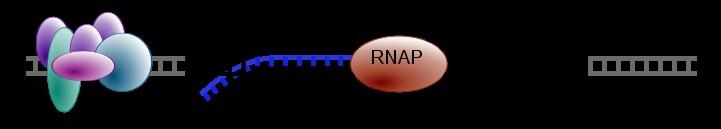 ARN-polimerazei (RNAP) la secventa promotor din ADN, prin intermediul unui complex de transcriptie