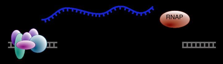 lantul de mrna Finalizarea = incetarea transcriptiei; mecanismele nu sunt inca elucidate complet,