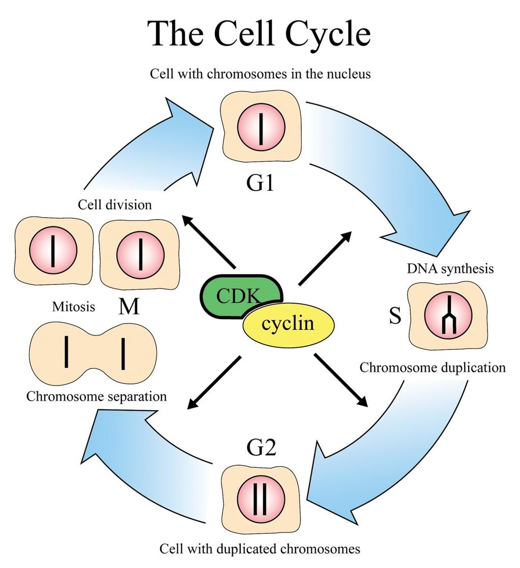 Ciclul celular Reprezinta etapele prin care trece o celula, finalizate cu diviziunea celulara ETAPE: 1. Interfaza: G1 S G2 2.