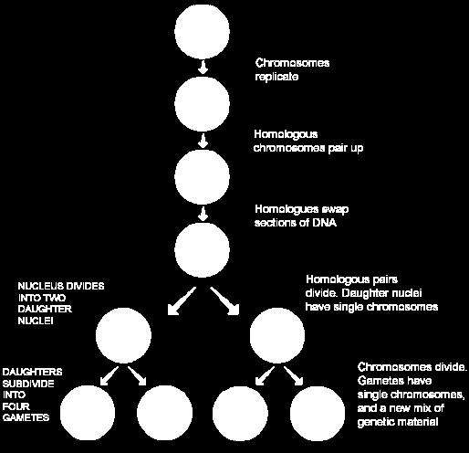 Meioza Forma deosebita de diviziune celulara; numarul de cromozomi la celulele fiice este redus la jumatate Celulele rezultate sunt gameti; se pot divide doar dupa fecundare cu o alta celula gametica