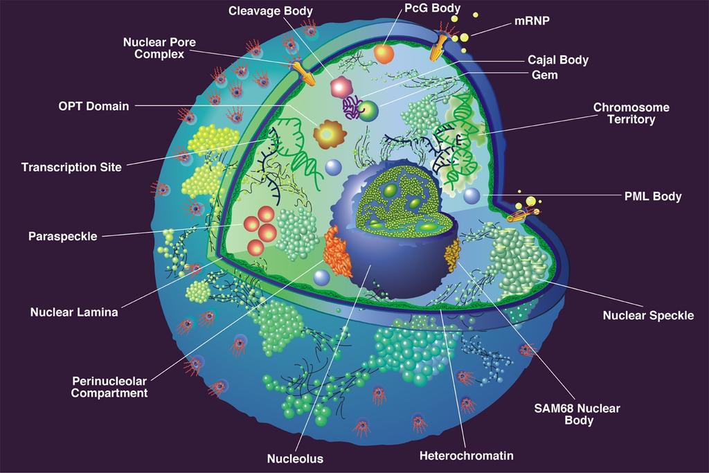 Nucleul celular