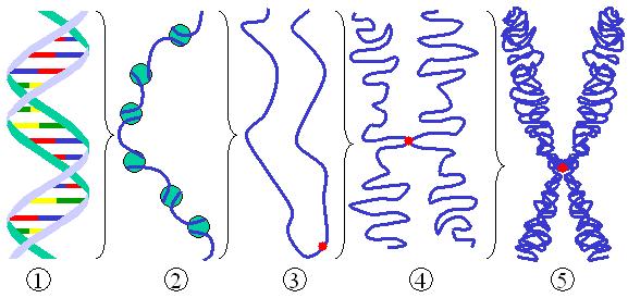 Structura nucleului Cromatina materialul genetic celular contine ADN, proteine (histone), ARN Modul de organizare depinde de faza ciclului celular Tipuri de cromatina: Eucromatina zona mai putin