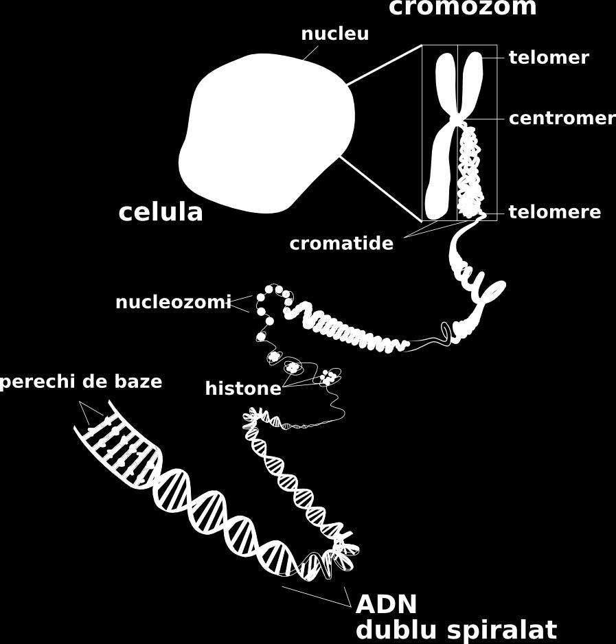 Structura nucleului Niveluri de baza de organizare a cromatinei: ADN infasurat in jurul histonelor (modelul sirului de margele ); nucleozomii sunt conectatii intre ei prin segmente de ADN de legatura