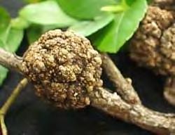 Agrobacterium και μεταφορά DNA Περισσότερα από ογδόντα χρόνια έχουν περάσει από το πρώτο άρθρο που δημοσιεύθηκε από τους Smith και Townsend, στο οποίο παρουσιάστηκαν μαρτυρίες για την αιτία της