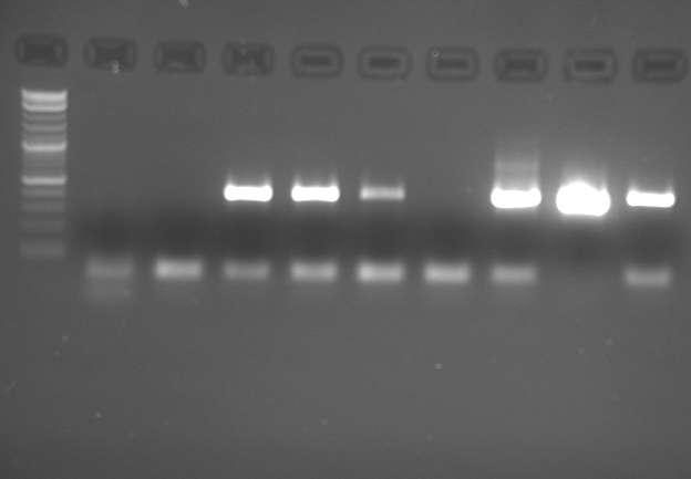 Στη συνέχεια στο γονιδιωματικό DNA από κάθε φυτό ενισχύθηκε με PCR με σκοπό να πολλαπλασιαστεί το τμήμα του DNA που αντιστοιχεί στο Τ-DNA που εμπεριέχει το μη φυτικής προέλευσης γονίδιο της AtNOC.