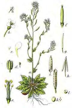 Εικόνα 1: Arabidopsis Thaliania Το κιρκάδιο ρολόι Η ημέρα και η νύχτα προκύπτει από την περιστροφή της γης γύρω από τον άξονά της κάθε 24ωρο, οπότε κάθε κομμάτι της επιφάνειάς της προσεγγίζει ή