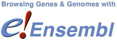 3.2 Σύσταση της ομάδας της Ensembl Ο αριθμός των ατόμων που συμμετέχουν στο έργο αυξάνεται σταθερά.