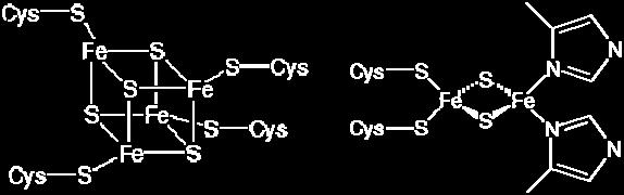transportne verige na notranji membrani mitohondrija in v kloroplastih 3 C C 3 C 3 3 C C 2 C CC 2 Ubikinon (CoQ) + + e - + + e - 3 C C 3 3 C C 3