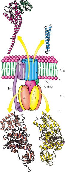 ATP SÜNTAASI KOMPLEKS F 1 subühik omab katalüütilist aktiivsust: Koosneb viiest polüpeptiidiahelast F o sisaldab prootoni kanalit Vastavalt Boyer i mudelile põhjustab prootonite liikumisel vabanev