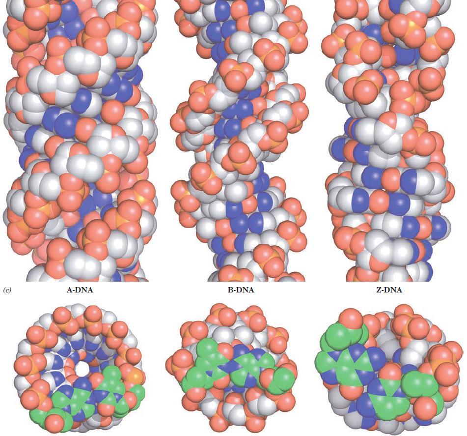 Struktura DNA C bela N modra O rdeča P oranžna Fig. 29-1, Voet, 2011 Molekula je dehidrirana. Stisnjena v smeri osi.