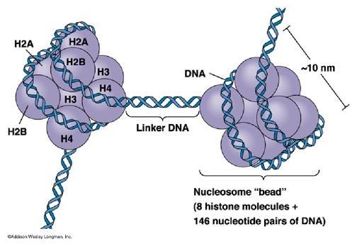 Dodatno zvitje DNA - evkarionti Nukleosom sestavlja 8 histonskih proteinov (po dvakrat H2A, H2B, H3 in H4) okrog katerih se tesno navije 146 bp DNA.