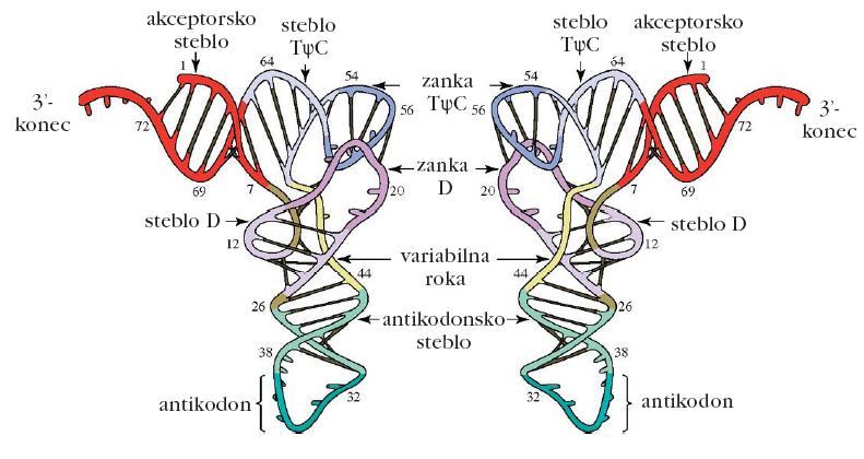 Struktura rrna Tridimenzionalna struktura trna za