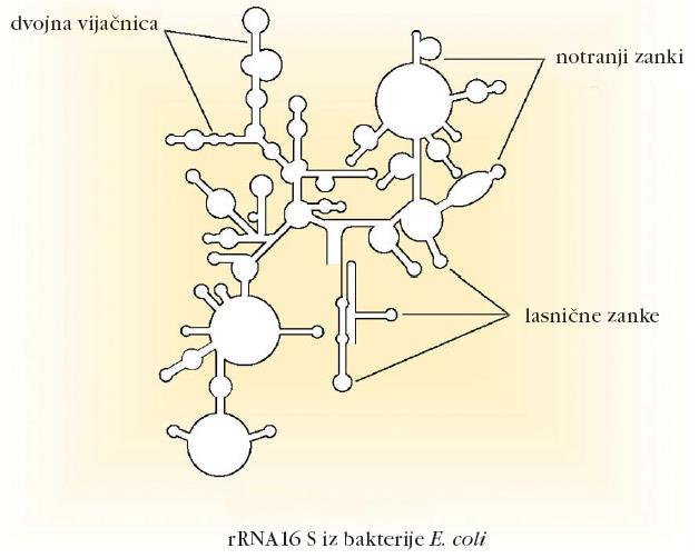 Struktura rrna So sestavni deli ribosomov in so velike molekule. Sekundarni in terciarni elementi podobni kot v trna.