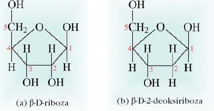 Aldopentozi Nukleinske kisline gradita dve vrsti aldopentoz: b-d-riboza v