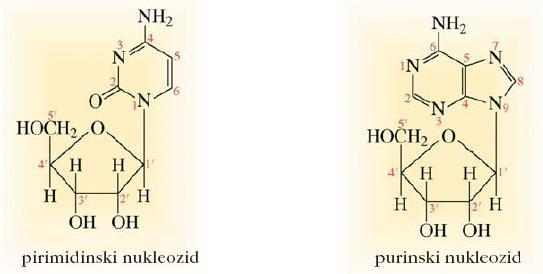 Nukleozidi S povezavo dušikove baze in aldopentoze z N-glikozidno vezjo nastane nukleozid.
