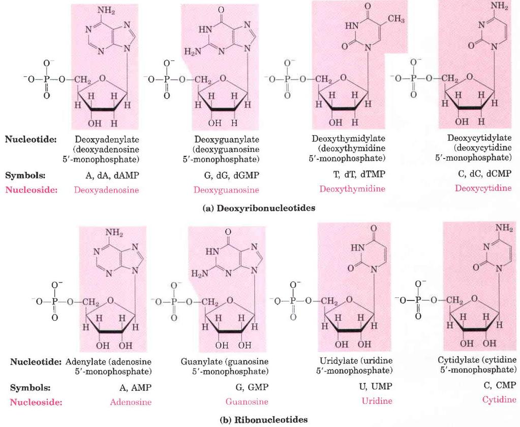 Nukleotid Okrajšava Nukleozid Deoksiribonukleotidi Deoksinukleotidi Nukleotid