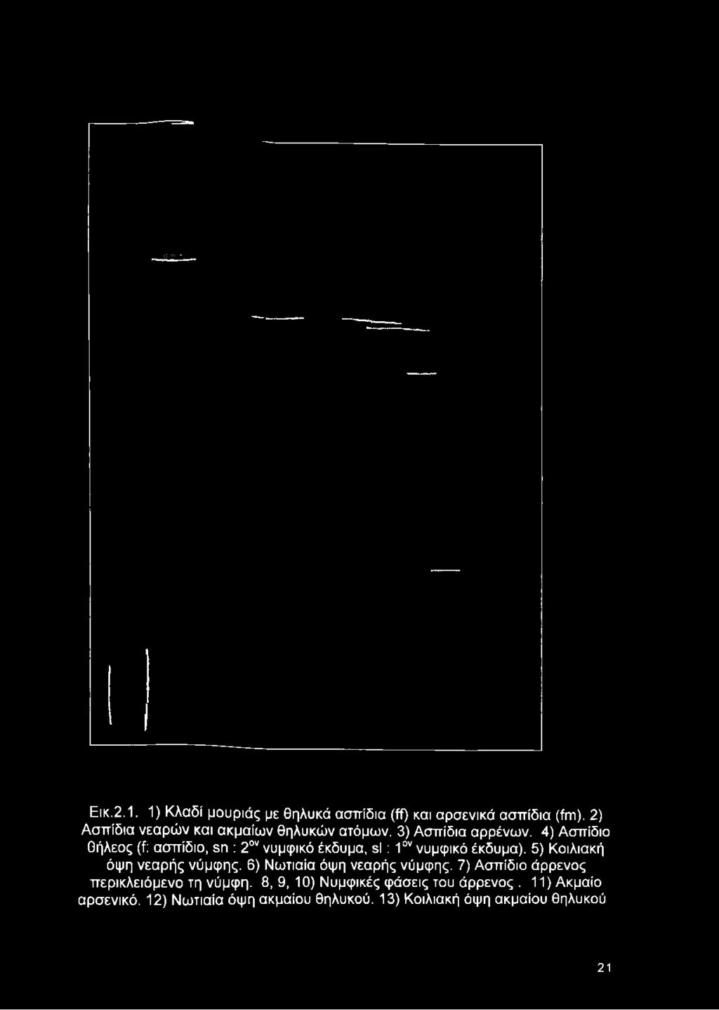 4) Ασπίδιο θήλεος (ί: ασπίδιο, βη : 20ν νυμφικό έκδυμα, ε Ι : 10ν νυμφικό
