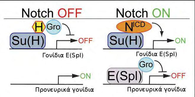 των Groucho/TLEs είτε των E(spl)/HES καταστολέων, η σηματοδότηση μέσω Notch δεν είναι αποτελεσματική και ως εκ τούτου σχηματίζονται υπεράριθμοι νευροβλάστες (Βray S., 1998 ; Lewis J, 1998 ; Simpson P.