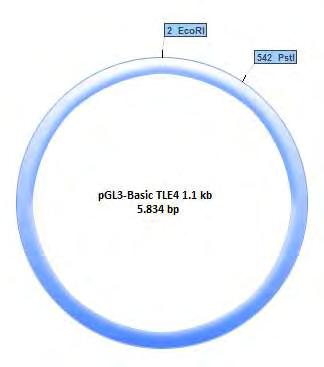 3.4 Κατασκευή του πλασμιδίου pgl3-basic TLE4 0.5 kb από το πλασμίδιο pgl3-basic TLE4 1.1 kb.