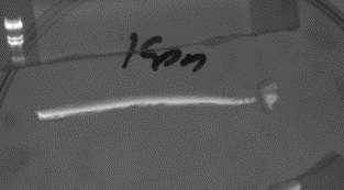 Εικόνα 3.19: DNA κομμένο με KpnI-BamHI.