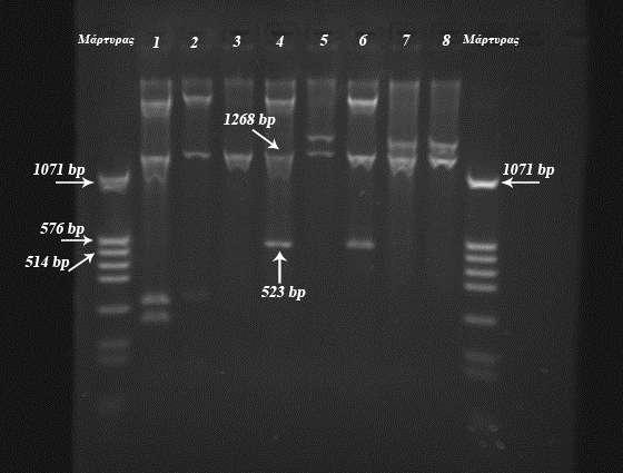 DH5a του βακτηρίου E.coli. Την επόμενη ημέρα επιλέχθηκαν 8 αποικίες για καλλιέργεια σε ξεχωριστούς δοκιμαστικούς σωλήνες με υγρό θρεπτικό LB.