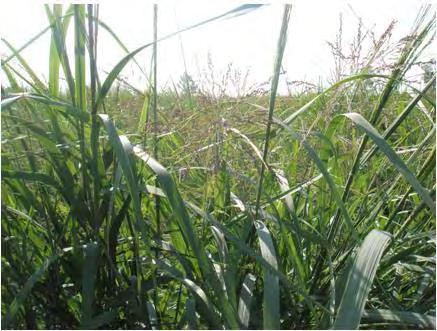 «TO SWITCHGRASS ΩΣ ΕΝΕΡΓΕΙΑΚΟ ΦΥΤΟ: ΠΡΟΣΑΡΜΟΣΤΙΚΟΤΗΤΑ ΣΤΗΝ ΚΕΝΤΡΙΚΗ ΕΛΛΑΔΑ» ΚΥΡΙΑΚΟΣ Δ.