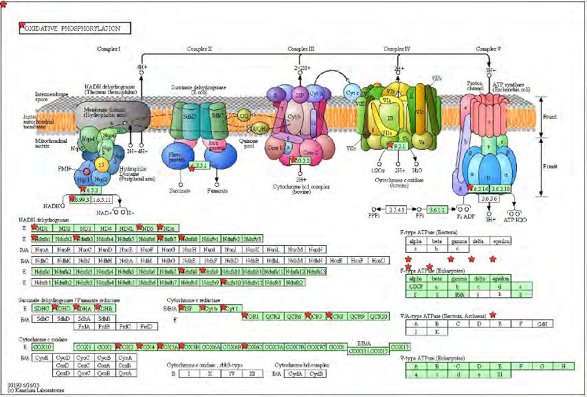 similar to cytochrome c oxidase, subunit Vb; predicted gene 11273; cytochrome c oxidase, subunit Vb succinate dehydrogenase complex, subunit A, flavoprotein (Fp) succinate dehydrogenase complex,