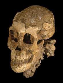 Το πρώτο εύρηµα Αυστραλοπιθήκου ήταν η γνωστή Λούση, ο σκελετός µιας νεαρής 18 ετών, που βρέθηκε στην έρηµο Αφάρ της Αιθιοπίας το 1974 από τον Johanson (και τον Tom Grey).