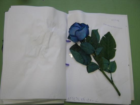 Τα παιδιά αποφασίζουν να φέρουν και απ το σπίτι λουλούδια για να συμπληρώσουν το
