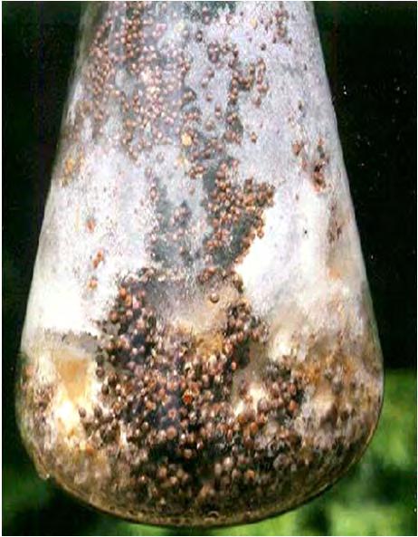 Εικόνα 1 Καλλιέργεια (30 ημερών) του μύκητα Sclerotium rolfsii σε υλικό καλλιέργειας άμμου-καλαμποκιού. 1.1.2.