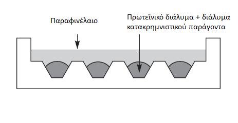 τοποθετούνται σε μικρά φρεάτια που στη συνεχεία σκεπάζονται με παραφινέλαιο που εμποδίζει την εξάτμιση (εικόνα 5)[12][20].