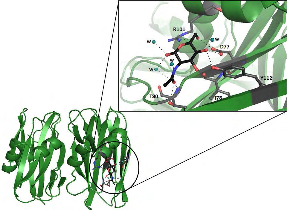 Εικόνα 33 Η θέση σύνδεσης του N-Acetyl-D-Glucosamine στη μία υπομονάδα της SSR1, και οι